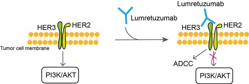 Mechanism of Action of Lumretuzumab